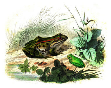 青蛙绿皇后古代雕刻的插图拉塞佩德的自然历史图片