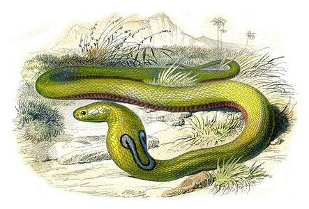 戴眼镜的蛇古代雕刻插图拉塞佩德的自然历史图片素材