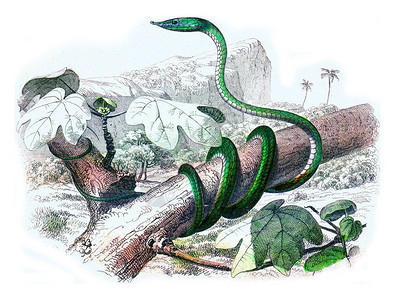 拉塞佩德的自然历史图片