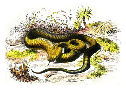 毒蛇先锋古老的雕刻插图来自拉塞佩德的然历史图片