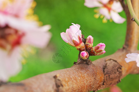 树上的春花设计要素图片