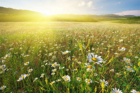 清晨草原上盛开的雏菊图片