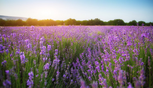 紫色美丽的草原春天大自然的构成图片
