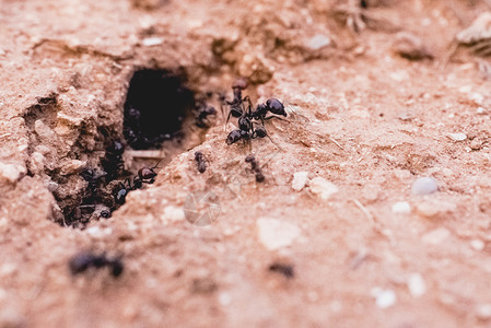 一连串的蚂蚁步行寻找食物图片素材