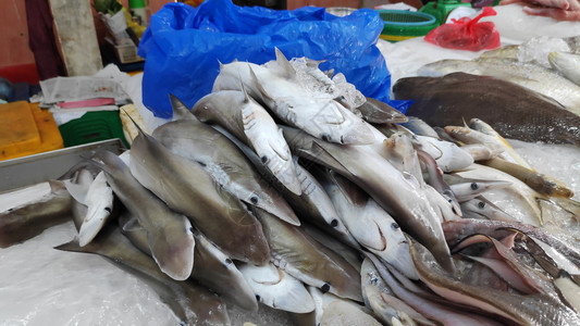 在当地市场上销售的新鲜捕获侏儒鲨鱼图片