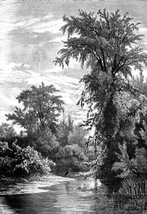 GrandAnseWhiteheron其中一只鸟前哨刻有古老的插图旅行杂志18790年1790年图片