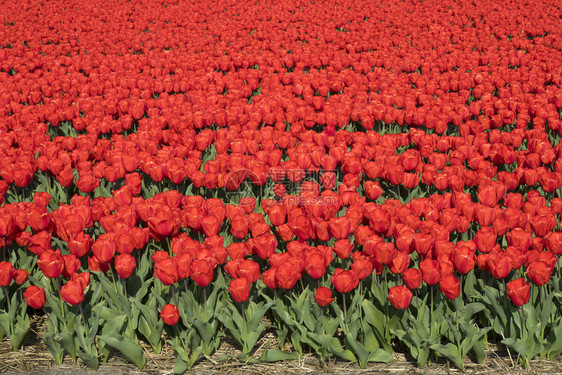 传统荷兰红色花朵的郁金园图片