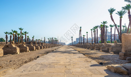 埃及卢克索斯芬大道位于古城的中心已经挖掘出来现在正恢复图片