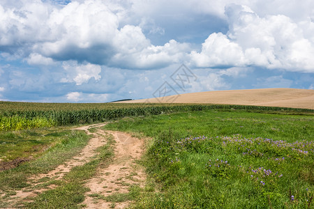 穿过小麦和绿草田的道路图片
