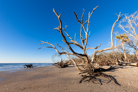 美国南卡罗来纳州埃迪斯托岛伊植物湾海滩图片