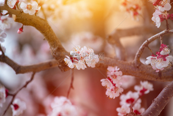 近距离的图片开花杏树粉红色花在春天图片