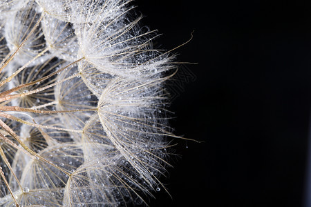 带水滴的dandelion种子宏观照片图片