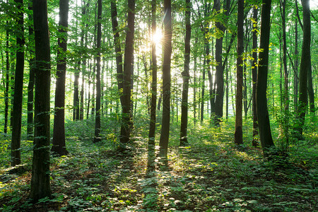 绿色林树天然木阳光背景图片