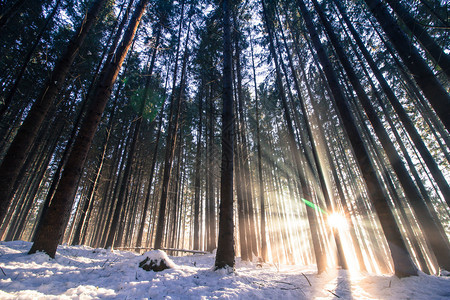 冬季木材日落光束和阴影图片
