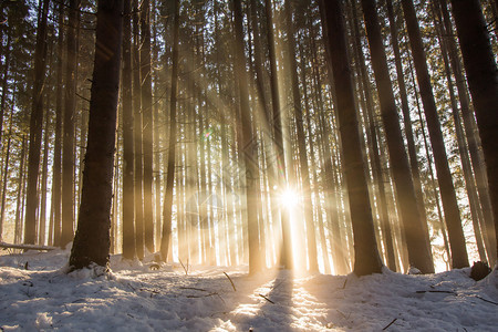 冬季木材日落光束和阴影图片