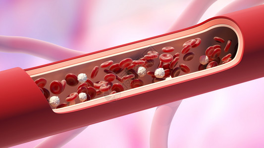 静脉中的红细胞和白Leukocyte正常水平3D插图血管中的红细胞和白图片