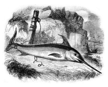 皇帝的鱼或箭1836年的马加辛皮托罗尔克图片