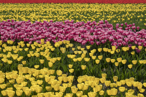 荷兰传统的郁金香田黄花粉红和排成一图片