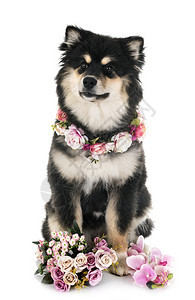 白色背景面前的芬兰Lapphund图片