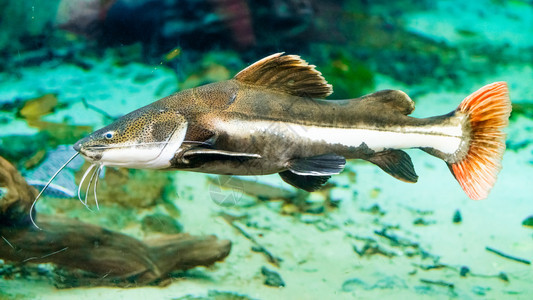 水族馆里的鱼图片