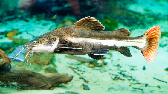 水族馆里的鱼图片