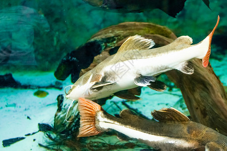 水族馆里的鱼图片