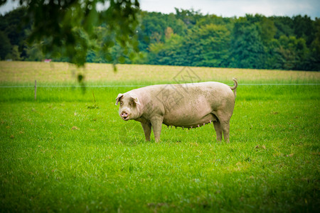 黑色背景马猪在草地上背景