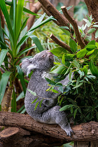 Koala树上的枝背景图片