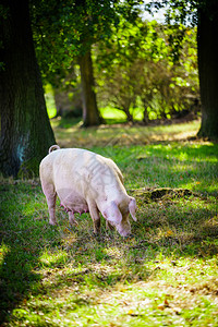 猪在草地里吃图片