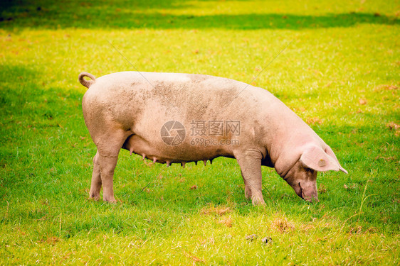 猪的肖像画场图片