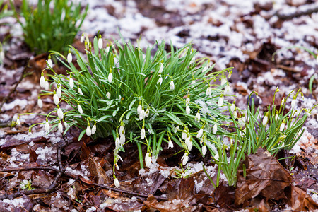 第一春花白雪滴在森林中图片
