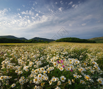 草原上的春菊花美丽风景图片