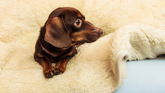 在家养动物DachshundChihuahua和shihtzu混合狗在室内羊毛毯上床放松图片