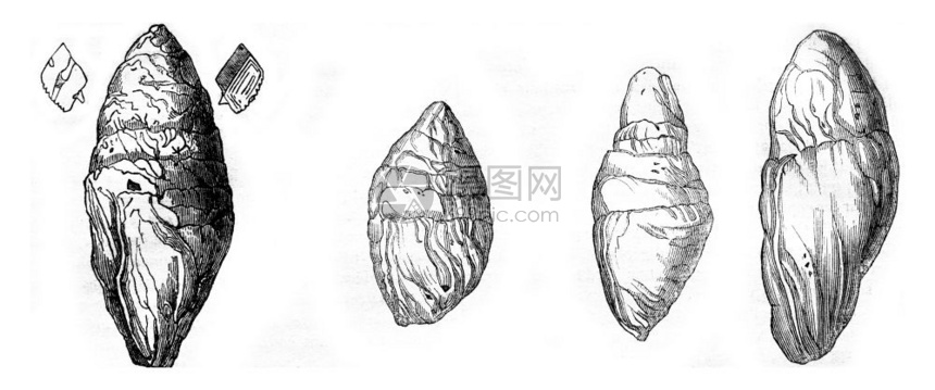 在LymeRegis其他科普罗尔人Lyme184年MagasinPittoresque古老的刻画图解LymeRegis184年图片