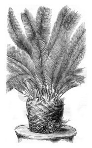 Cycasrevoluta叶轴之间的芽古老刻画插图MagasinPittoresque184年图片