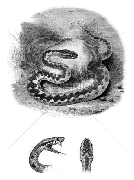 毒蛇头显示两条舌共同的北毒蛇最高视图古老的刻画插