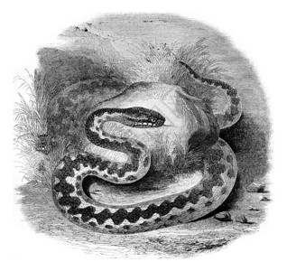 北部常见的毒蛇184年的马加辛皮托雷克图片