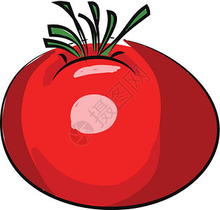 红番茄含有绿皮向量彩色图画或插图片
