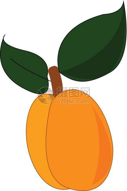 杏子被两片绿色叶矢量彩色绘画或插图切成两半图片