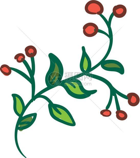 绿色的苦味植物有七叶和九莓果矢量彩色画或插图图片