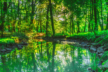露户绿林夏季以石块在公园中的溪流河自然景观带水流的绿林公园图片