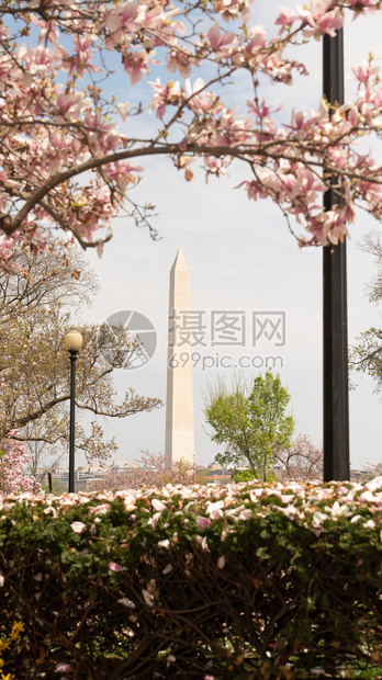 树篱和木之间的开阔可以查看哥伦比亚特区的华盛顿纪念碑图片