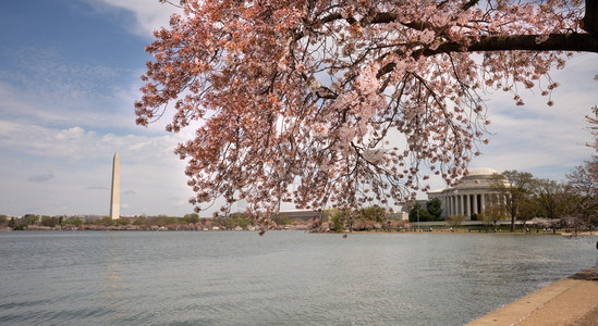 樱桃花盛开在湖边图片