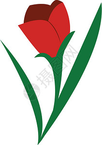 红色玫瑰四周有绿色长叶子的红玫瑰矢量颜色图画或插图片