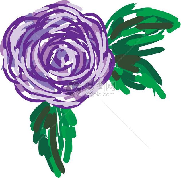 一幅紫玫瑰画四周有绿色叶子的紫玫瑰矢量颜色绘画或插图图片