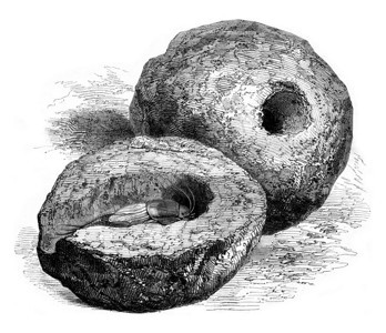 摩尔板球的巢穴1852年的马加辛皮托罗克图片