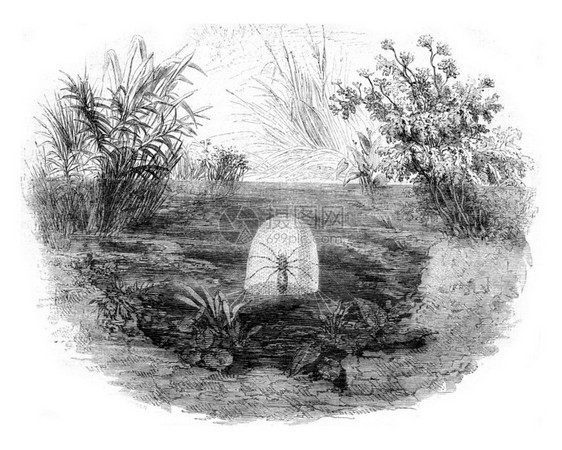 1852年马加辛皮托雷斯克图片