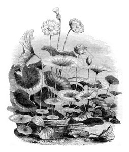 Nelumbonucifera1852年马加辛皮托雷克刻有古代文字的插图图片