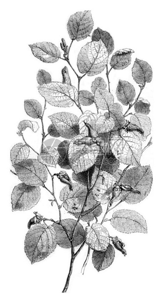 黑兹罗特西班牙CorylusAvellana1852年马加辛皮托雷斯克图片