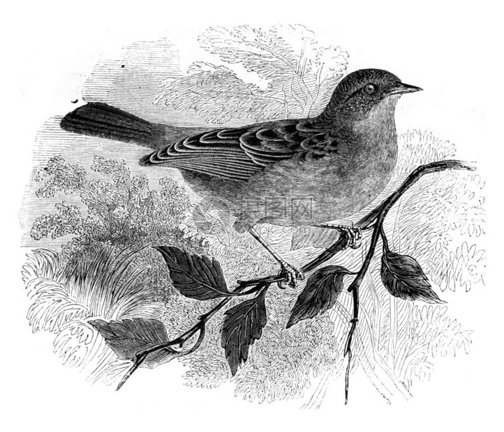 DunnockAccentorBulticis古代刻画插图1852年的MagasinPittoresque图片